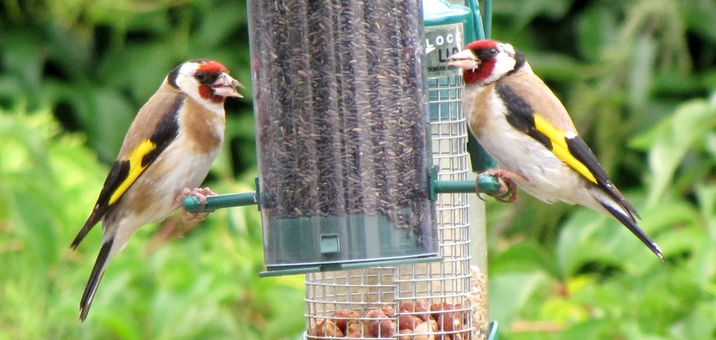 European Goldfinchs on a garden bird feeder