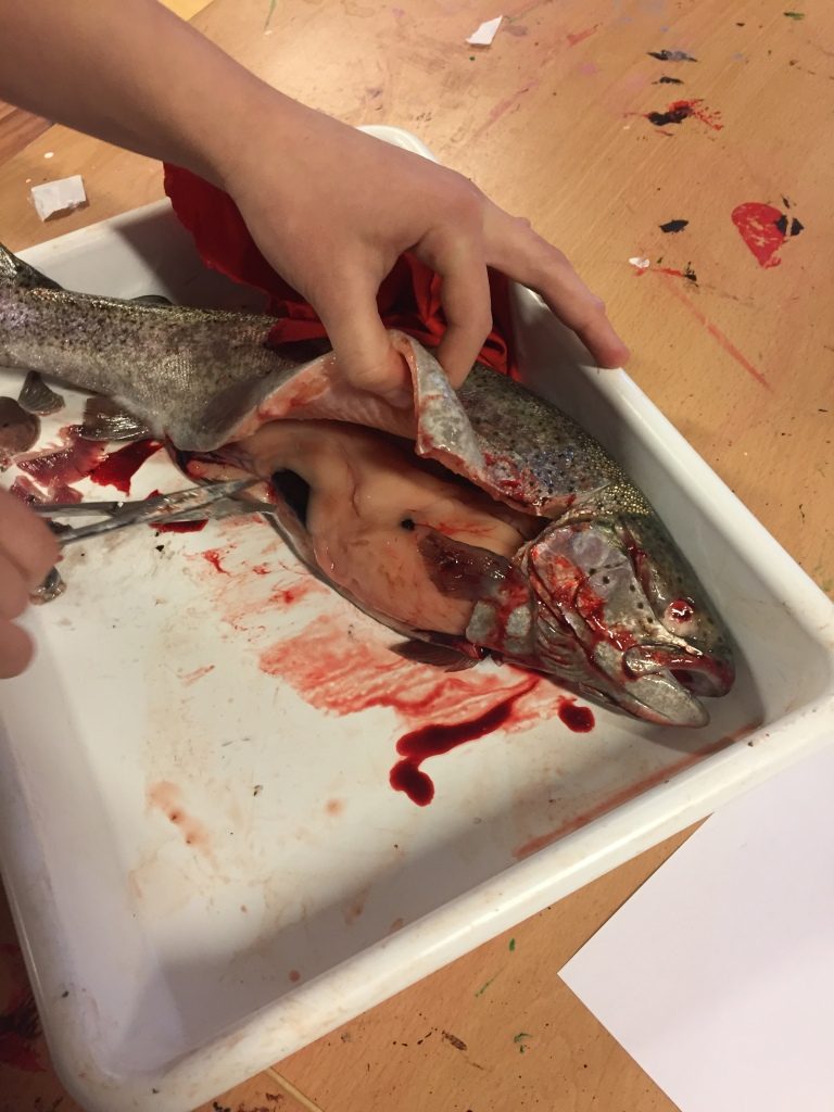 Many of the students were first terrified and slightly disgusted about the operation, but once they got the hang of it they immersed themselves completely to study the lateral line system, various organs, air bladder, gills and the eye.